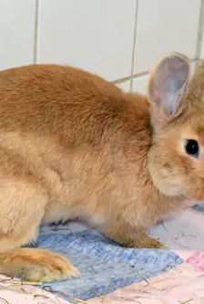 Anton – Stallkaninchen-Mix, Männchen, 5 Monate, 90537 Feucht – Foto 2