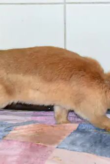 Anton – Stallkaninchen-Mix, Männchen, 5 Monate, 90537 Feucht – Foto 3