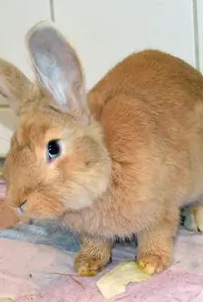 Anton – Stallkaninchen-Mix, Männchen, 5 Monate, 90537 Feucht – Foto 4