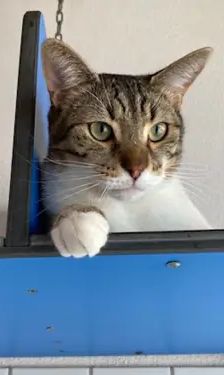 Olivander – EKH, Bengale, Männchen, 5 Jahre, 90537 Feucht – Foto 1