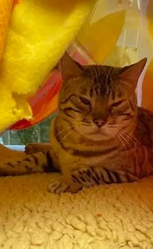 Olivander – EKH, Bengale, Männchen, 5 Jahre, 90537 Feucht – Foto 2