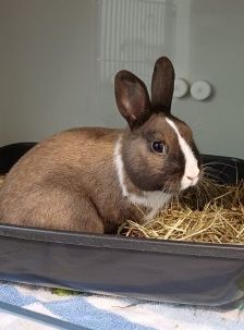 Bärliner – Kaninchen, Männchen, 11 Monate, 70195 Stuttgart-Botnang – Foto 2