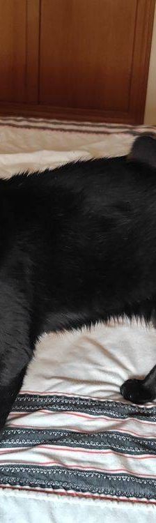 Mongly – EKH, Männchen, 4 Jahre 6 Monate, 65520 Bad Camberg – Foto 2