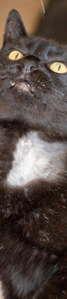 Mongly – EKH, Männchen, 4 Jahre 6 Monate, 65520 Bad Camberg – Foto 8