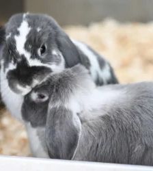Lämmchen – Widder-Mix, Weibchen, Alter unbekannt, 13057 Berlin – Foto 2