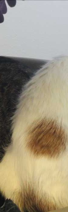 Moritz – Europäisch Kurzhaar, Männchen, 3 Monate, 81829 München – Foto 1