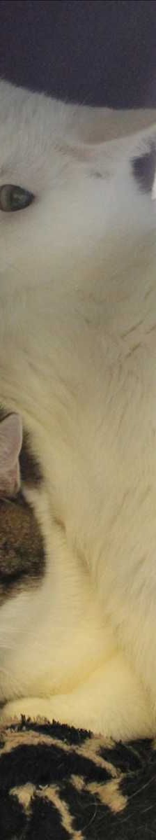 Moritz – Europäisch Kurzhaar, Männchen, 3 Monate, 81829 München – Foto 2