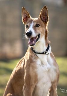 Mats – Galgo, Männchen, 5 Jahre, 70195 Stuttgart-Botnang – Foto 1