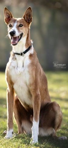 Mats – Galgo, Männchen, 5 Jahre, 70195 Stuttgart-Botnang – Foto 2