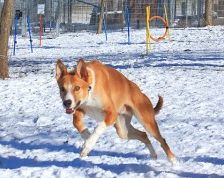 Mats – Galgo, Männchen, 5 Jahre, 70195 Stuttgart-Botnang – Foto 11
