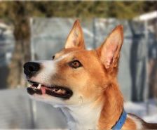 Mats – Galgo, Männchen, 5 Jahre, 70195 Stuttgart-Botnang – Foto 12