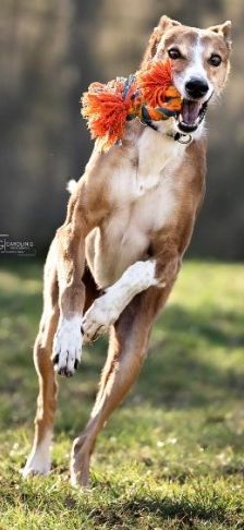 Mats – Galgo, Männchen, 5 Jahre, 70195 Stuttgart-Botnang – Foto 3