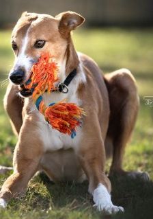 Mats – Galgo, Männchen, 5 Jahre, 70195 Stuttgart-Botnang – Foto 4