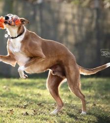 Mats – Galgo, Männchen, 5 Jahre, 70195 Stuttgart-Botnang – Foto 5