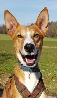 Mats – Galgo, Männchen, 5 Jahre, 70195 Stuttgart-Botnang – Foto 6