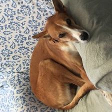 Mats – Galgo, Männchen, 5 Jahre, 70195 Stuttgart-Botnang – Foto 8