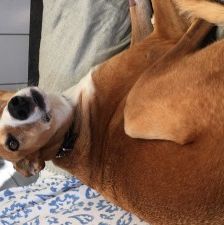 Mats – Galgo, Männchen, 5 Jahre, 70195 Stuttgart-Botnang – Foto 9