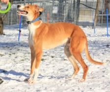 Mats – Galgo, Männchen, 5 Jahre, 70195 Stuttgart-Botnang – Foto 10