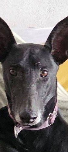 Phoenix – Galgo-Mischling, Männchen, 2 Jahre 7 Monate, 65520 Bad Camberg – Foto 1