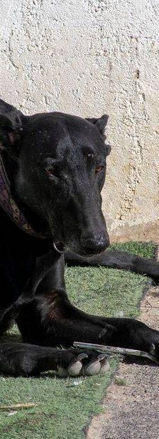 Phoenix – Galgo-Mischling, Männchen, 2 Jahre 7 Monate, 65520 Bad Camberg – Foto 2