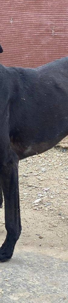 Phoenix – Galgo-Mischling, Männchen, 2 Jahre 7 Monate, 65520 Bad Camberg – Foto 11