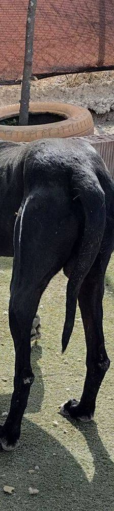 Phoenix – Galgo-Mischling, Männchen, 2 Jahre 7 Monate, 65520 Bad Camberg – Foto 12
