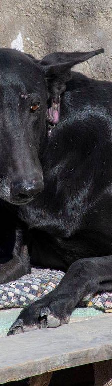 Phoenix – Galgo-Mischling, Männchen, 2 Jahre 7 Monate, 65520 Bad Camberg – Foto 13
