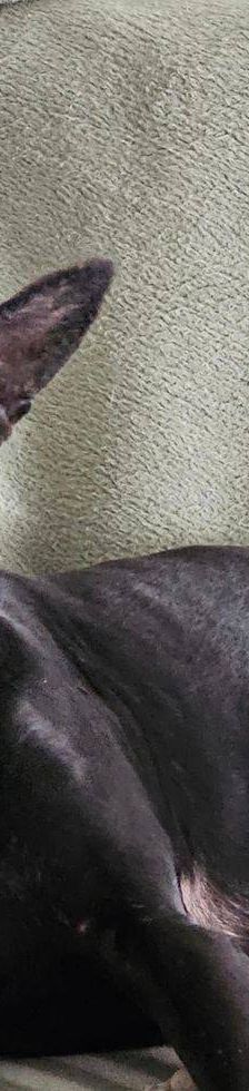 Phoenix – Galgo-Mischling, Männchen, 2 Jahre 7 Monate, 65520 Bad Camberg – Foto 14
