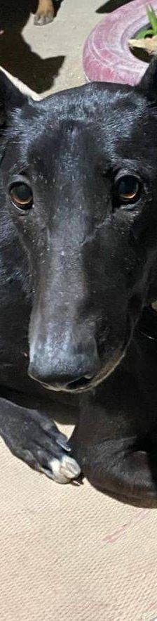 Phoenix – Galgo-Mischling, Männchen, 2 Jahre 7 Monate, 65520 Bad Camberg – Foto 17