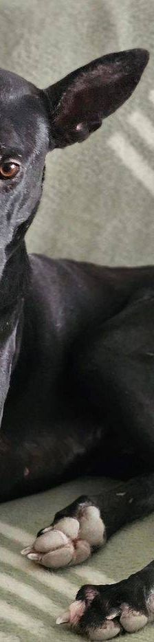Phoenix – Galgo-Mischling, Männchen, 2 Jahre 7 Monate, 65520 Bad Camberg – Foto 18