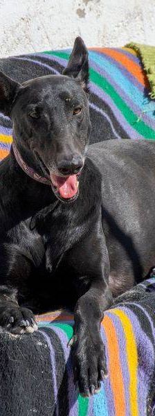 Phoenix – Galgo-Mischling, Männchen, 2 Jahre 7 Monate, 65520 Bad Camberg – Foto 19