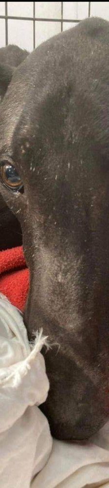 Phoenix – Galgo-Mischling, Männchen, 2 Jahre 7 Monate, 65520 Bad Camberg – Foto 20