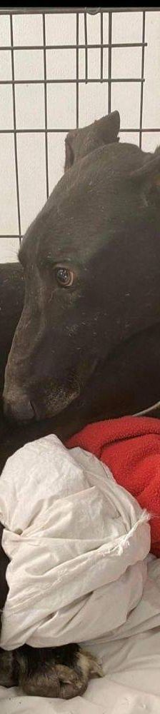 Phoenix – Galgo-Mischling, Männchen, 2 Jahre 7 Monate, 65520 Bad Camberg – Foto 3