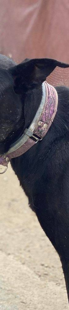 Phoenix – Galgo-Mischling, Männchen, 2 Jahre 7 Monate, 65520 Bad Camberg – Foto 22