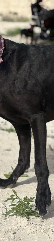 Phoenix – Galgo-Mischling, Männchen, 2 Jahre 7 Monate, 65520 Bad Camberg – Foto 23