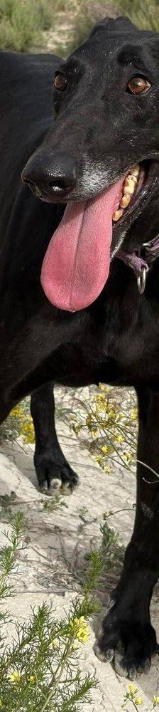 Phoenix – Galgo-Mischling, Männchen, 2 Jahre 7 Monate, 65520 Bad Camberg – Foto 25