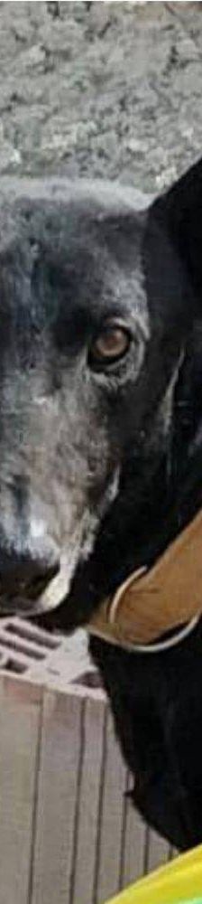 Phoenix – Galgo-Mischling, Männchen, 2 Jahre 7 Monate, 65520 Bad Camberg – Foto 26