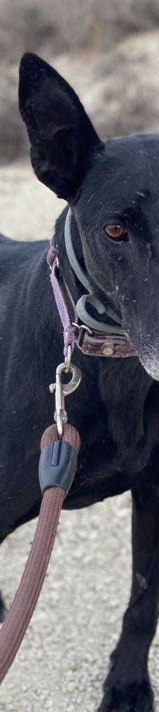 Phoenix – Galgo-Mischling, Männchen, 2 Jahre 7 Monate, 65520 Bad Camberg – Foto 27