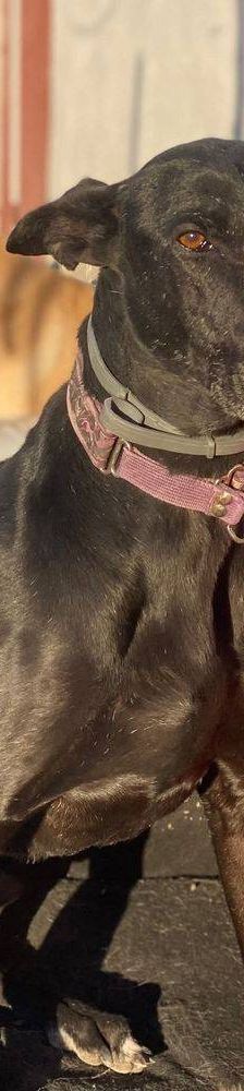 Phoenix – Galgo-Mischling, Männchen, 2 Jahre 7 Monate, 65520 Bad Camberg – Foto 28