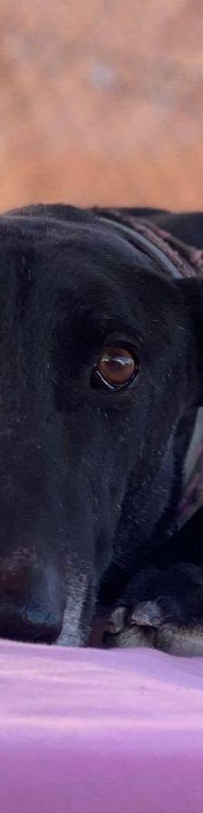 Phoenix – Galgo-Mischling, Männchen, 2 Jahre 7 Monate, 65520 Bad Camberg – Foto 29