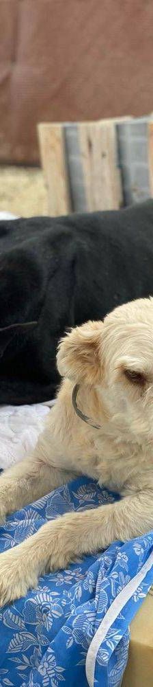 Phoenix – Galgo-Mischling, Männchen, 2 Jahre 7 Monate, 65520 Bad Camberg – Foto 30
