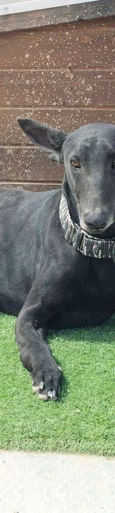 Phoenix – Galgo-Mischling, Männchen, 2 Jahre 7 Monate, 65520 Bad Camberg – Foto 4