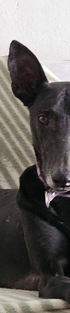 Phoenix – Galgo-Mischling, Männchen, 2 Jahre 7 Monate, 65520 Bad Camberg – Foto 31