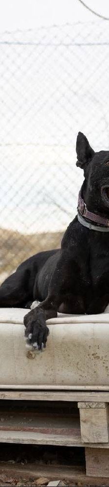 Phoenix – Galgo-Mischling, Männchen, 2 Jahre 7 Monate, 65520 Bad Camberg – Foto 32