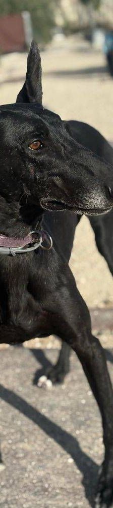 Phoenix – Galgo-Mischling, Männchen, 2 Jahre 7 Monate, 65520 Bad Camberg – Foto 34