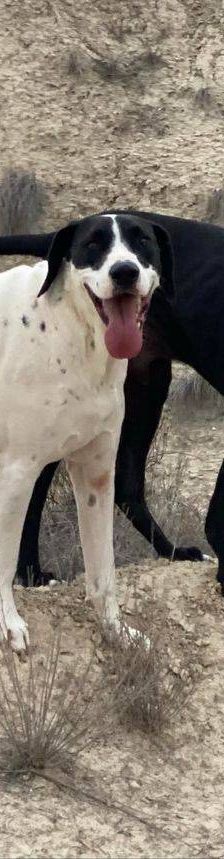 Phoenix – Galgo-Mischling, Männchen, 2 Jahre 7 Monate, 65520 Bad Camberg – Foto 35