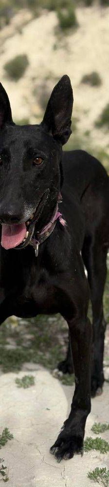 Phoenix – Galgo-Mischling, Männchen, 2 Jahre 7 Monate, 65520 Bad Camberg – Foto 36