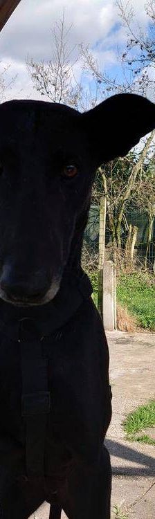 Phoenix – Galgo-Mischling, Männchen, 2 Jahre 7 Monate, 65520 Bad Camberg – Foto 7