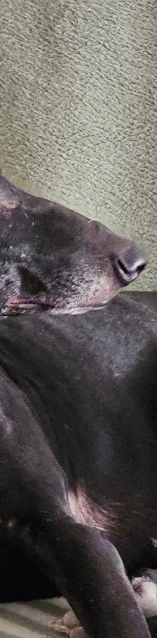 Phoenix – Galgo-Mischling, Männchen, 2 Jahre 7 Monate, 65520 Bad Camberg – Foto 8