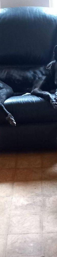 Phoenix – Galgo-Mischling, Männchen, 2 Jahre 7 Monate, 65520 Bad Camberg – Foto 9
